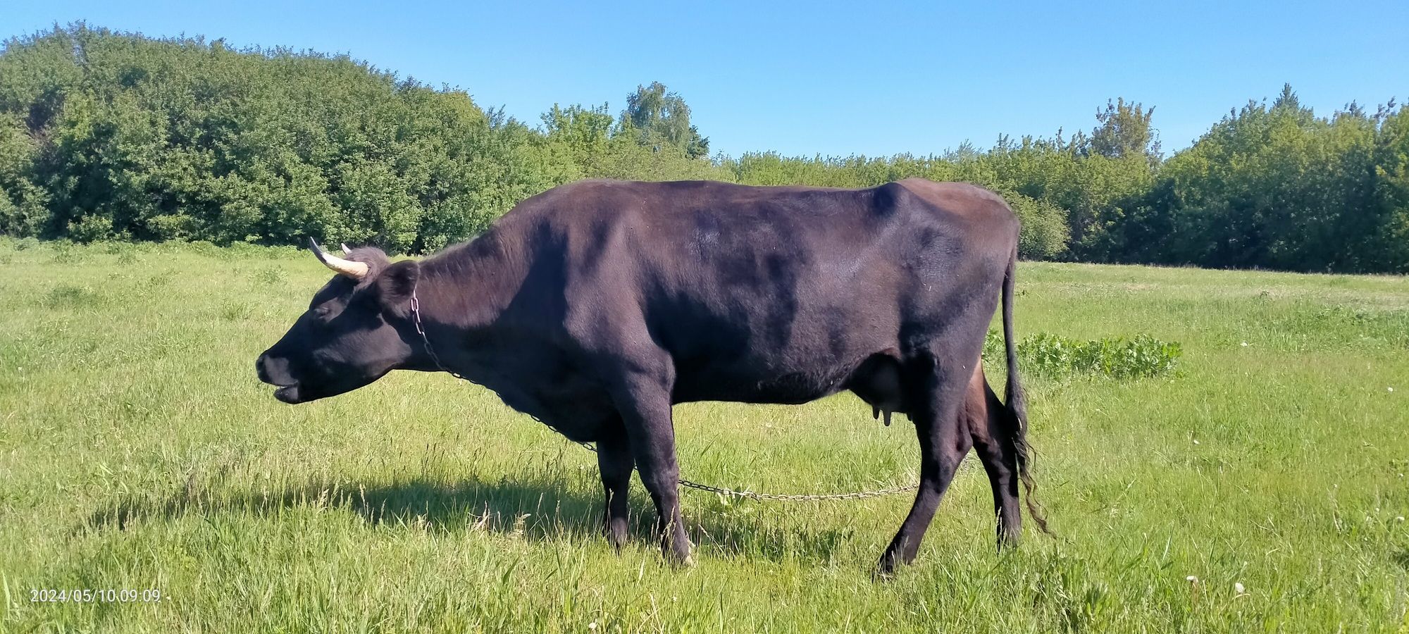 Продам гарну корову бажано з телицею