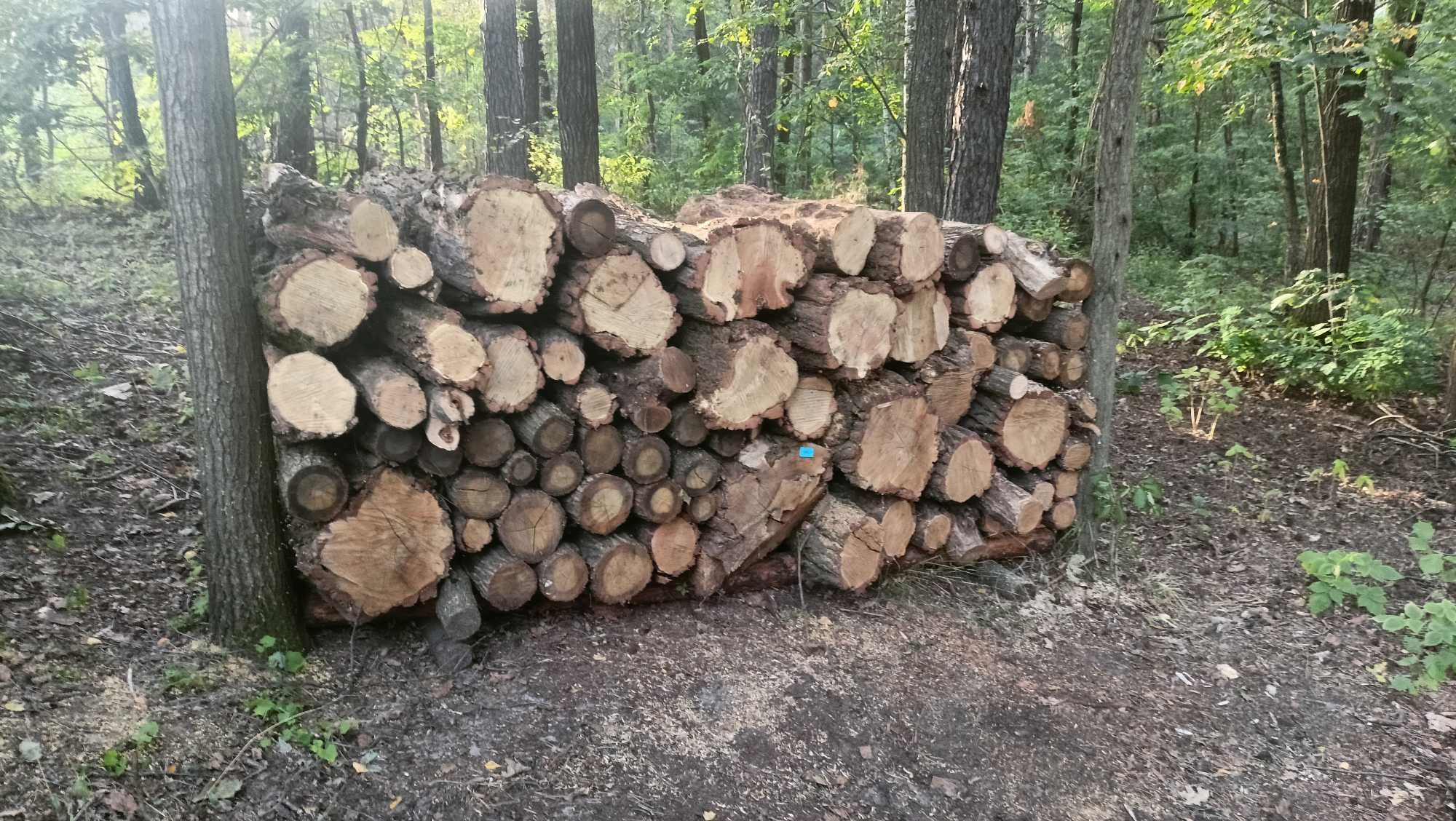 Drewno opałowe wałki sosna, brzoza, akacja