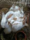 Coelhos caseiros boa raça
