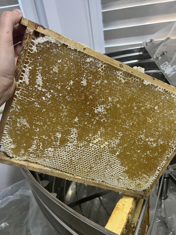 miód, miód lipowy świeży tegoroczny naturalny pszczeli rodziny matki