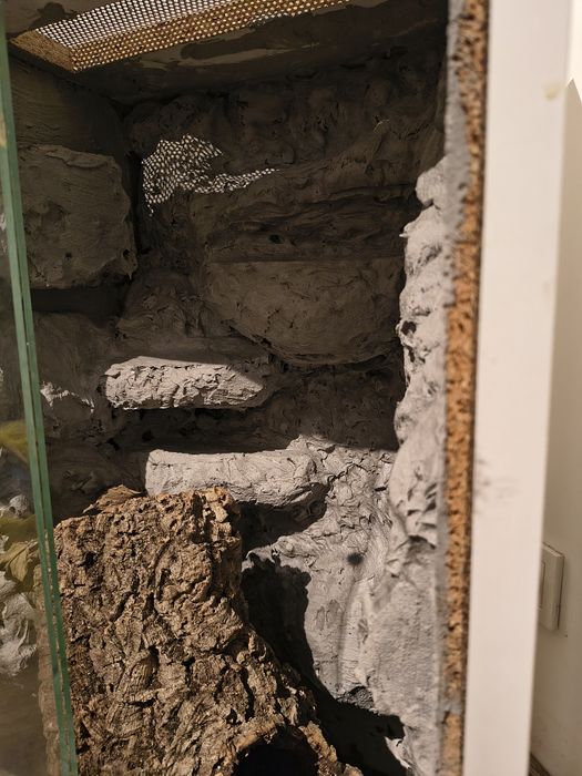 Terrarium gekon orzęsiony