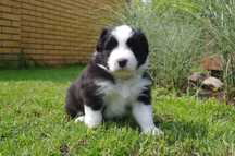 Border Collie - FCI/ZKwP piesek po Championach