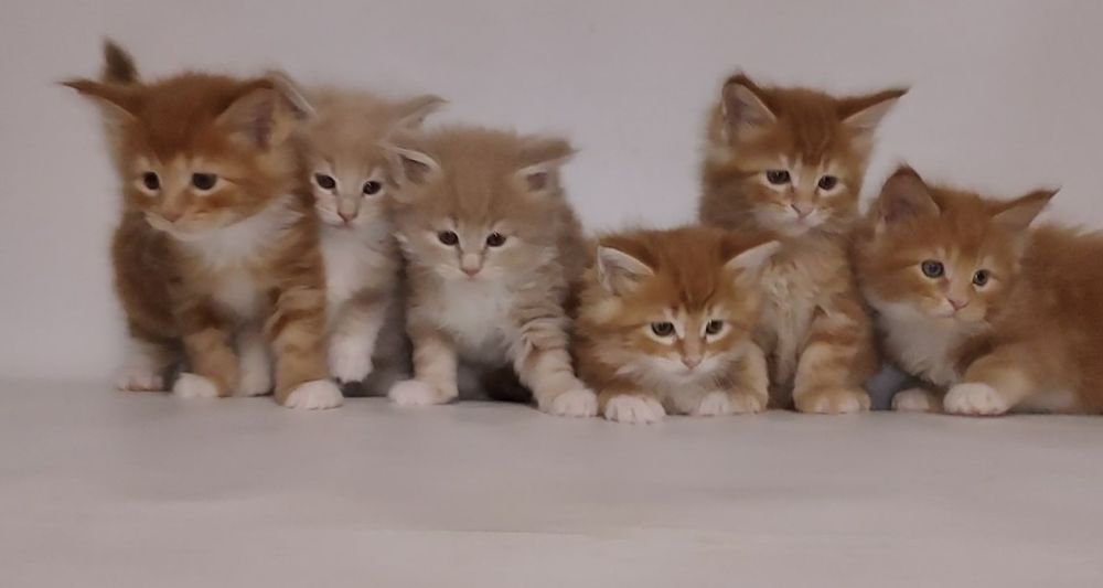 Котята ищут дом. Мейн Кун.