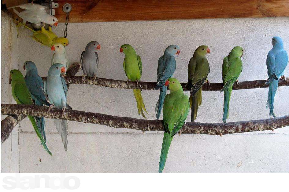 Ожереловые попугаи птенцы