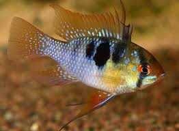 GB Pielęgniczka Ramireza Standard