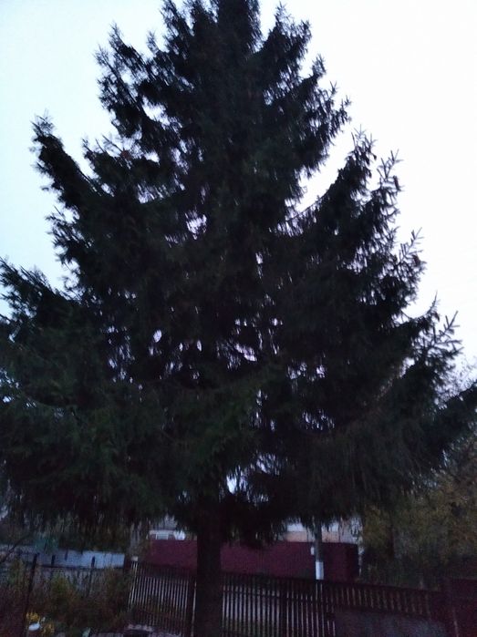 Карпатська ялинка