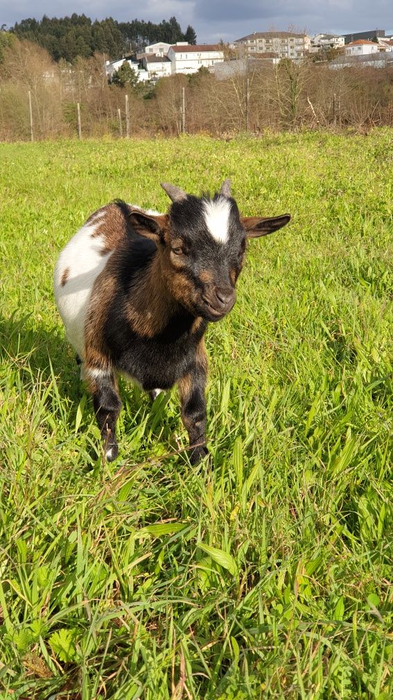 Rebanho cabras anãs