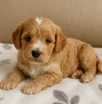 Cavapoo szeniak - sunia