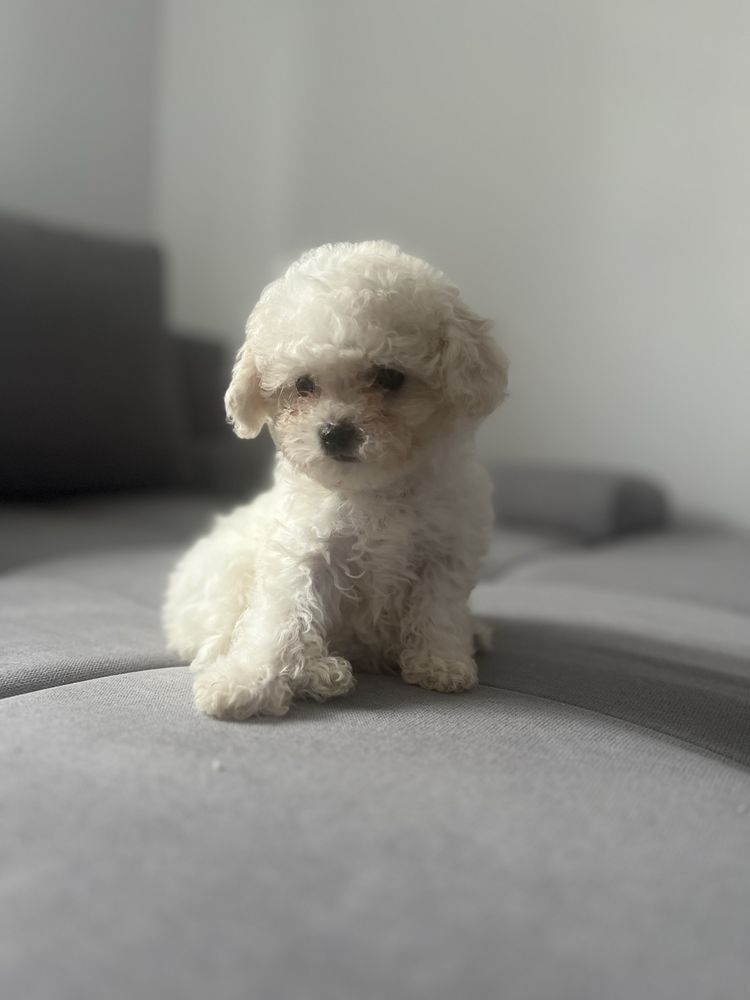 Bichon Frise / Piesek