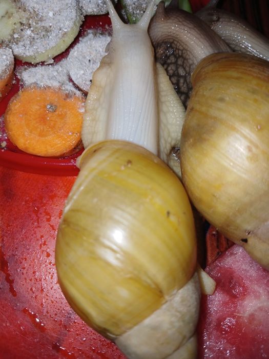 Ахатина фуліка родація