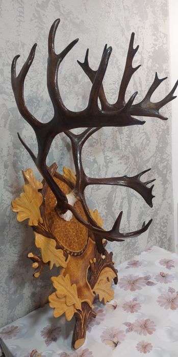 Рога оленя лаковані