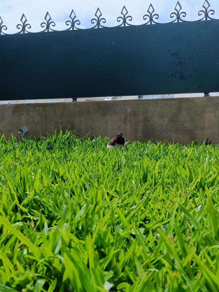 Gatinhos para Adoção