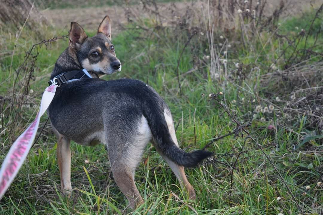 Piękna wrażliwa spokojna  suczka szuka domu