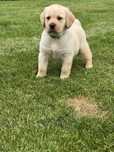 Labrador retriver miot A -Amor