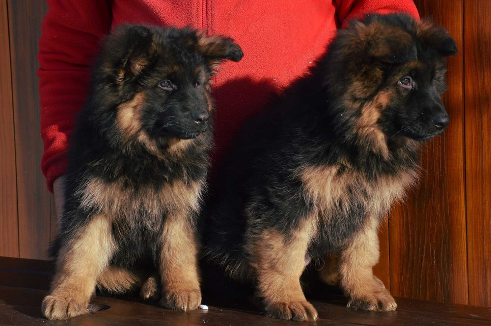 owczarek niemiecki długowłosy piesek ZKwP FCI szczeniak