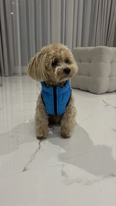 Желетка для собачки