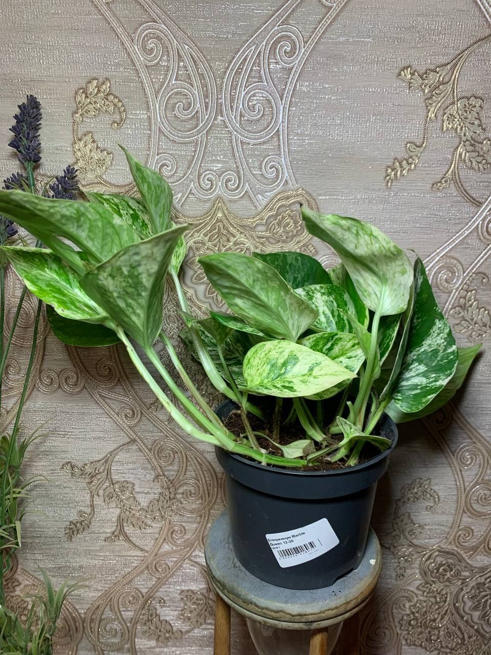 Епіпреміум  Marble  Queen