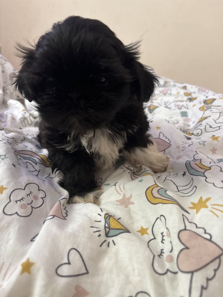 Piesek czarny shih tzu