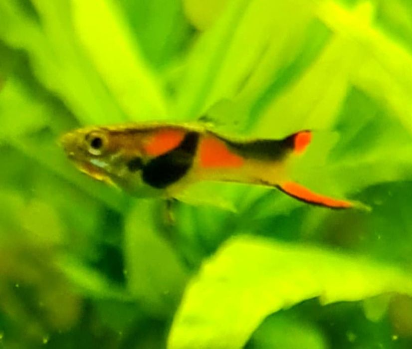 Gupik endlera nadwyżki