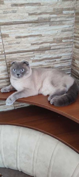 Шотландське прямовухе кошенятко