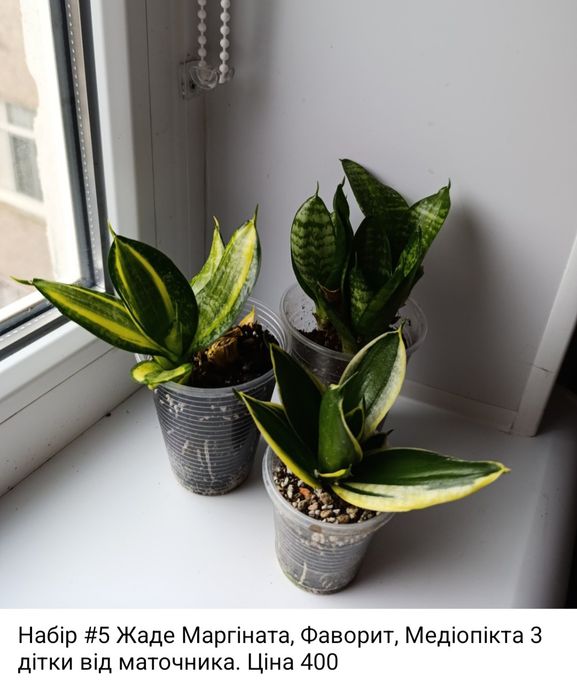 Сансевіерія Філіппіни, Голден ханні, Сільвер Перрот