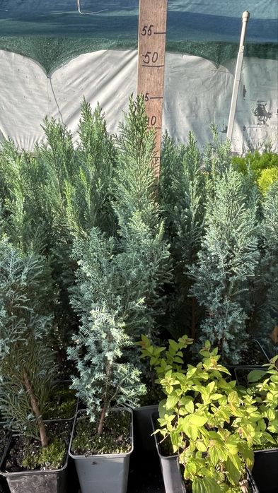 Булевард 2 л.-120 гр,Блю ерроу, смарад, елвуди…