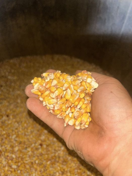 Milho grao de cunha