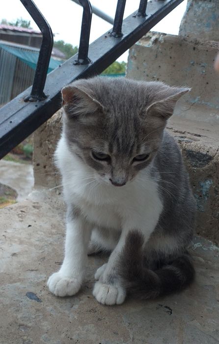 Котята бесплатно