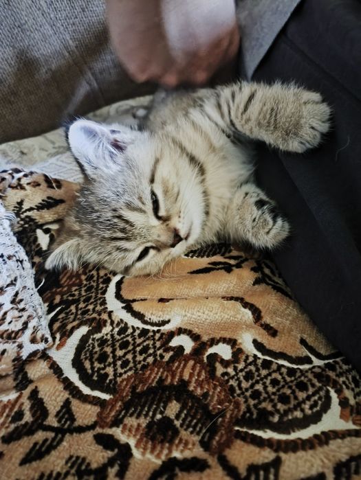 Шотландские котята