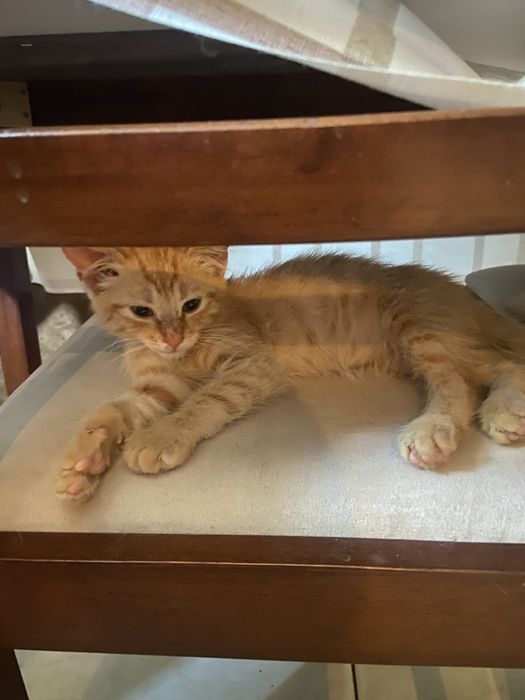 Рудий котик в добрі руки