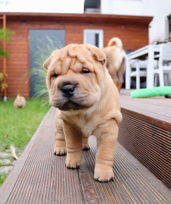 Shar pei szczenię z rodowodem ZKWP FCI