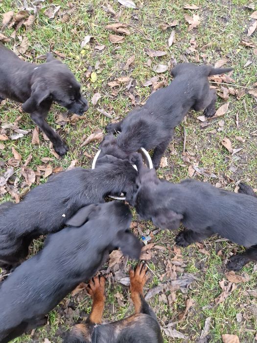 Gończy polski szczeniaki