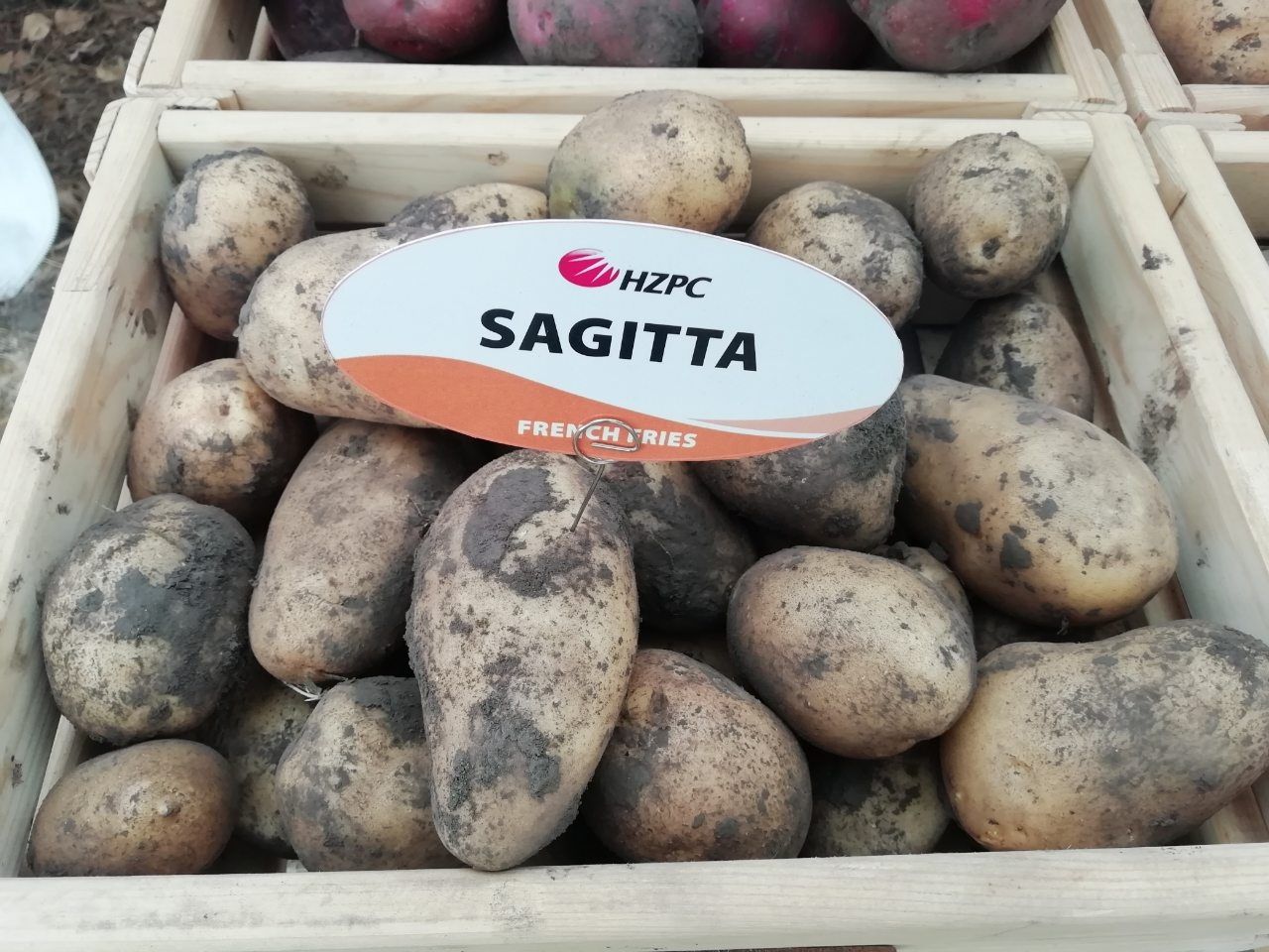 Насіннєву картоплю ревєра 1 репродукція (насіннєву насінку)