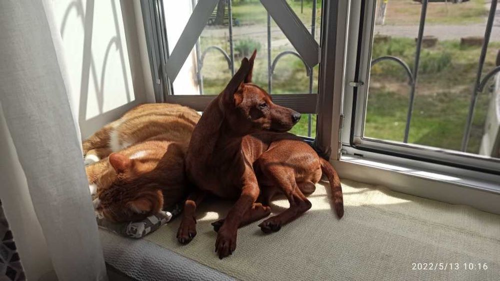 В'язка цвєргпінчера Київ