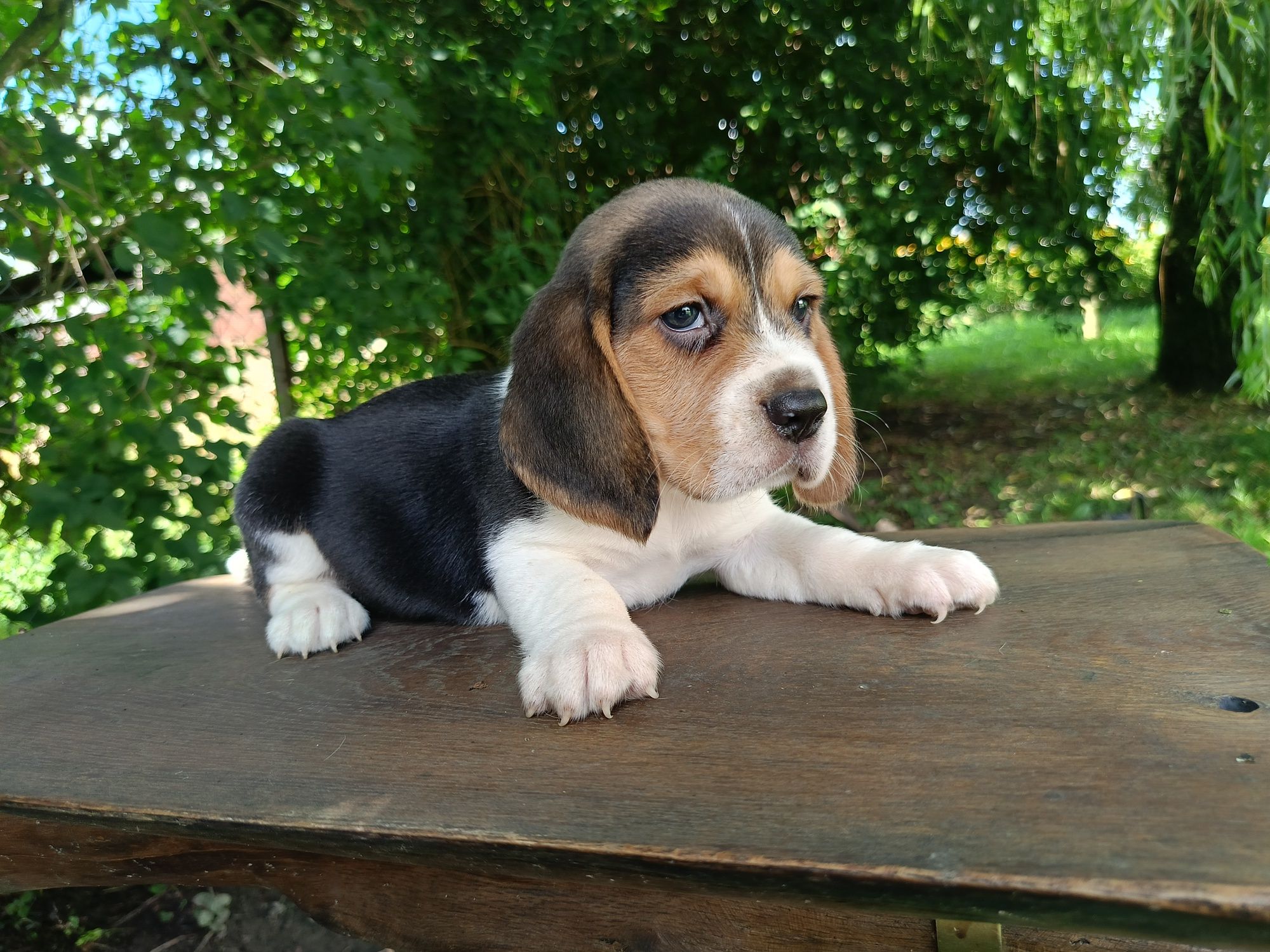 Szczenię Beagle rasowe