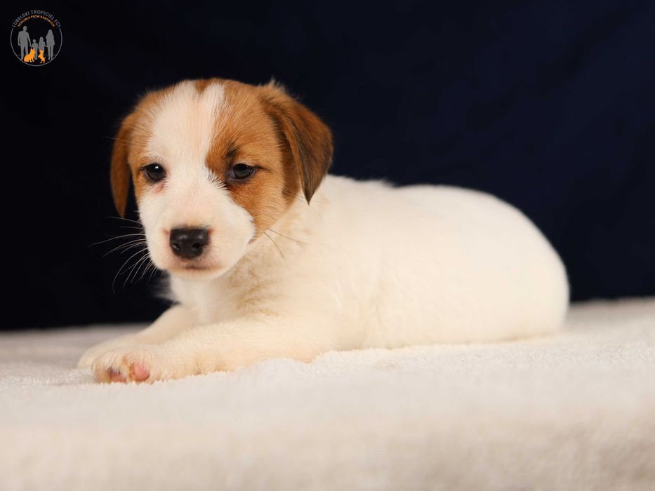 Jack Russell Terrier ZKwP FCI  piękna suczka w.złamany