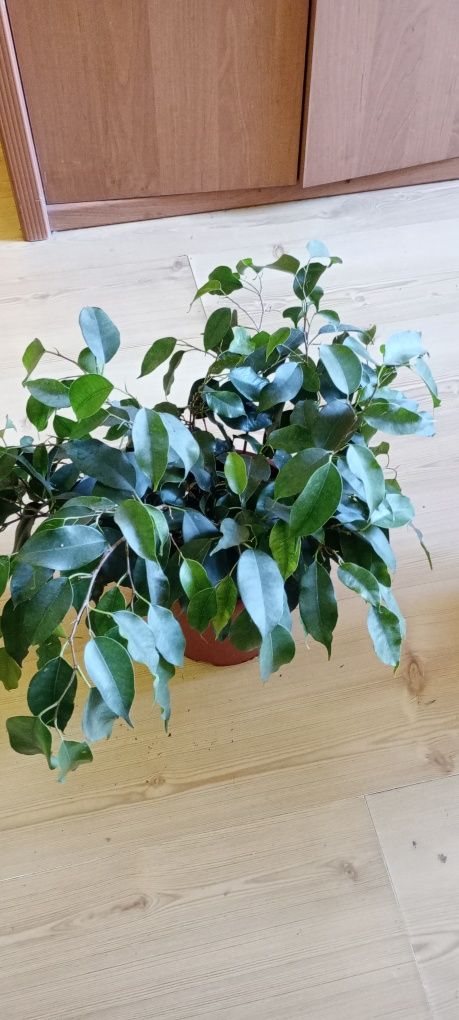 Starzec peperomia fikus drobnolistny