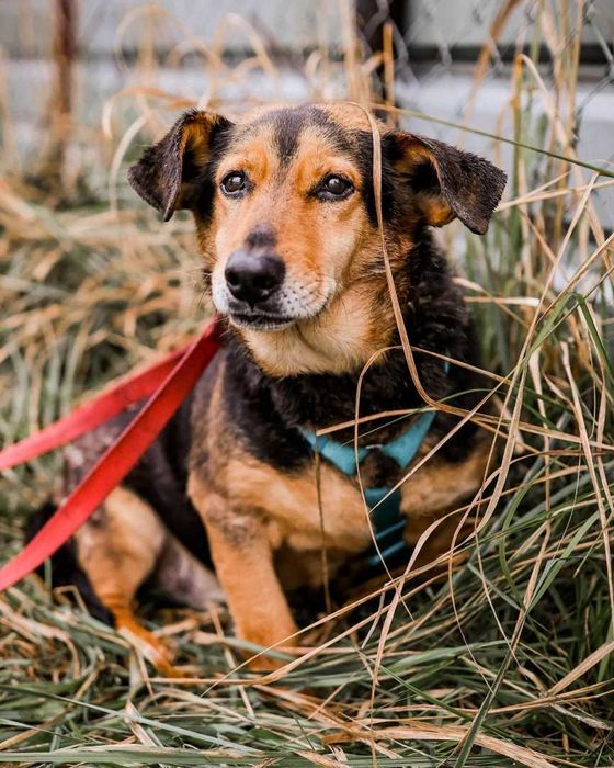 Jamnikowaty cudaczek Zbysio - kto pokocha?