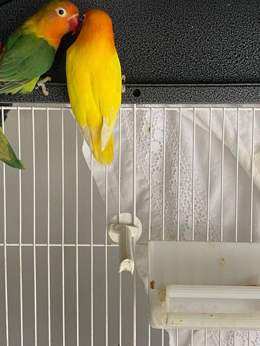 Vendo Agapornis Fischeris Sexados de 2025