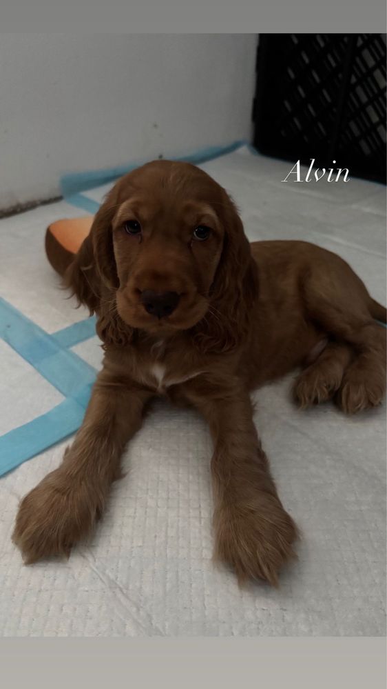 Cocker spaniel angielski