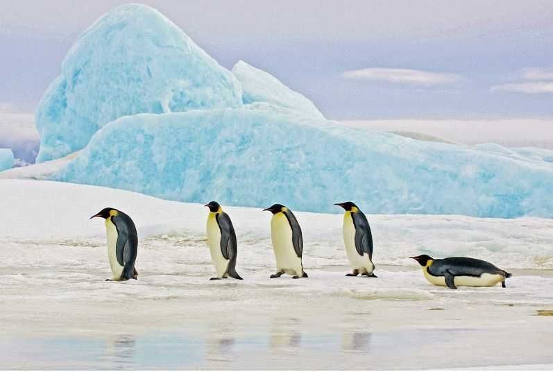 Nowy Obraz na szkle penguins 120x80 Signal pingwiny