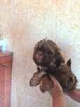 Piesek Shih tzu Camel. Już do odbioru