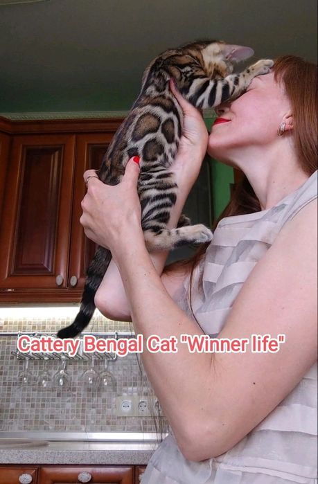 Бенгали шоу класу в улюбленці!