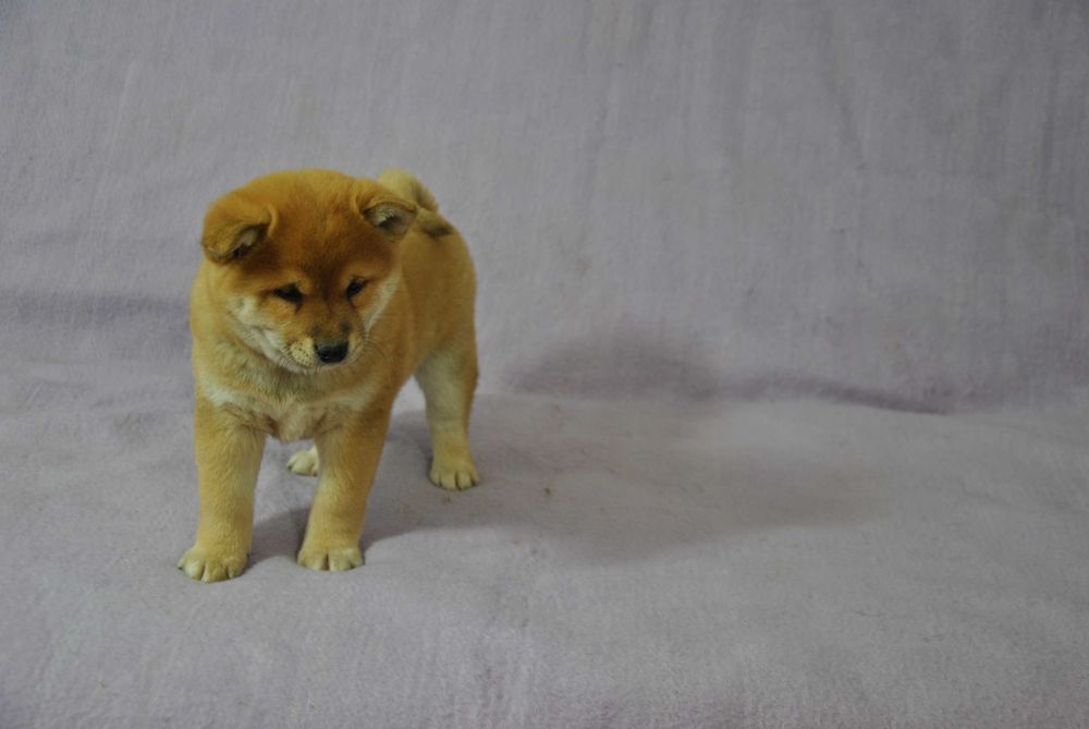 Shiba inu piesek