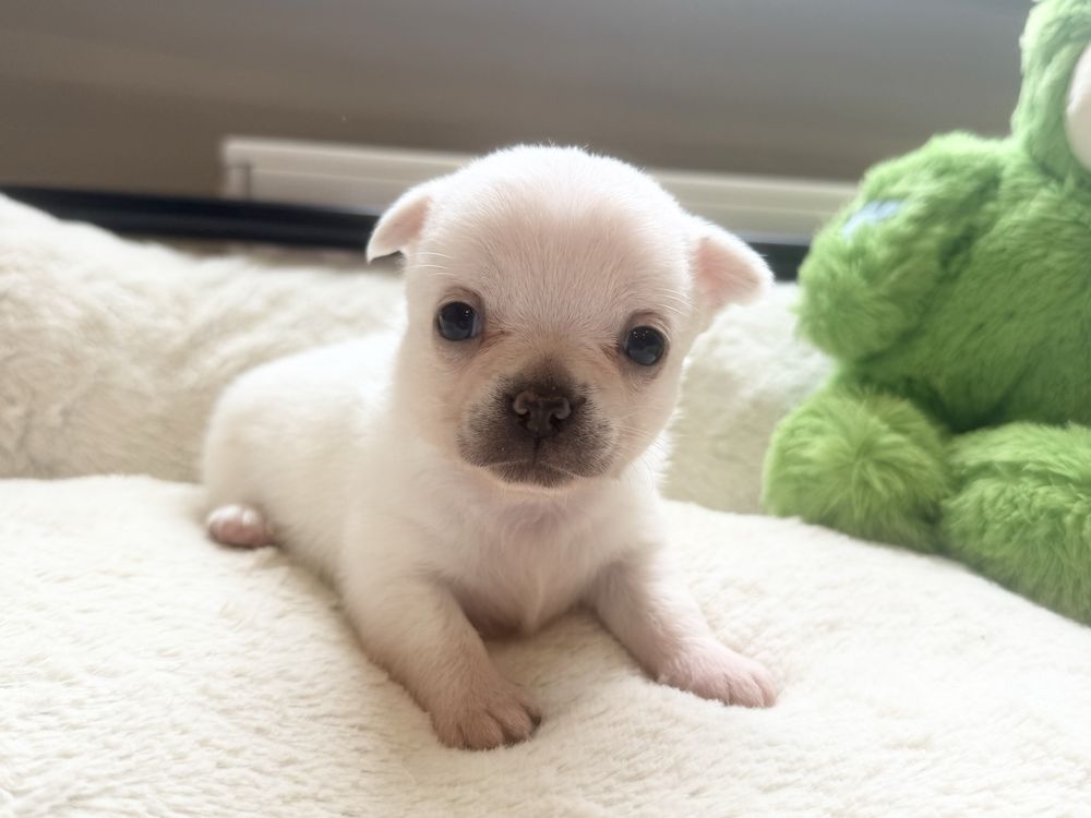 Sunia krótkowłosa chihuahua FCI