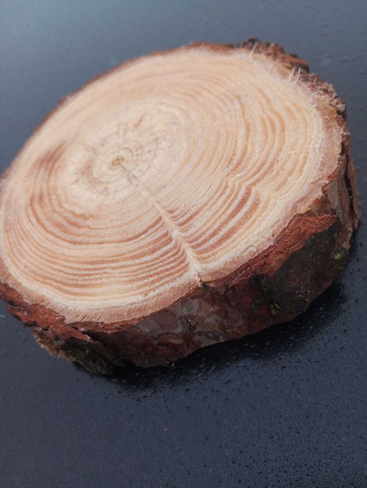 Plaster sosnowy krążek 10-15 cm gr 2cm