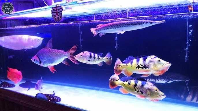 Limpeza, manutenção e montagem de aquários desde 30€