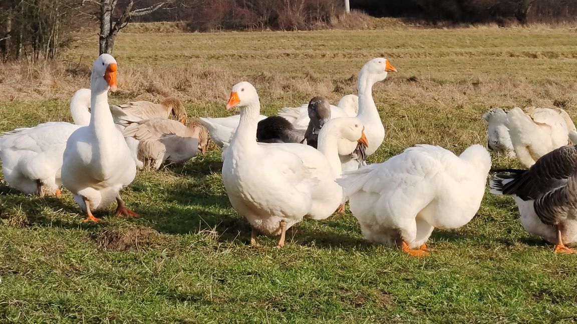 Gąska pomorska z naturalnych lęgów