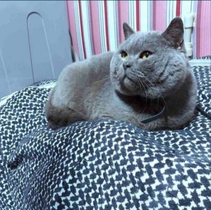 Шикарне шотландське кошеня