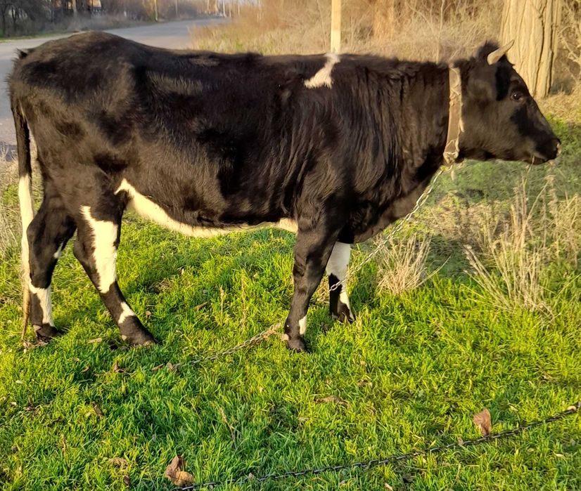 Продається ТЕЛИЧКА